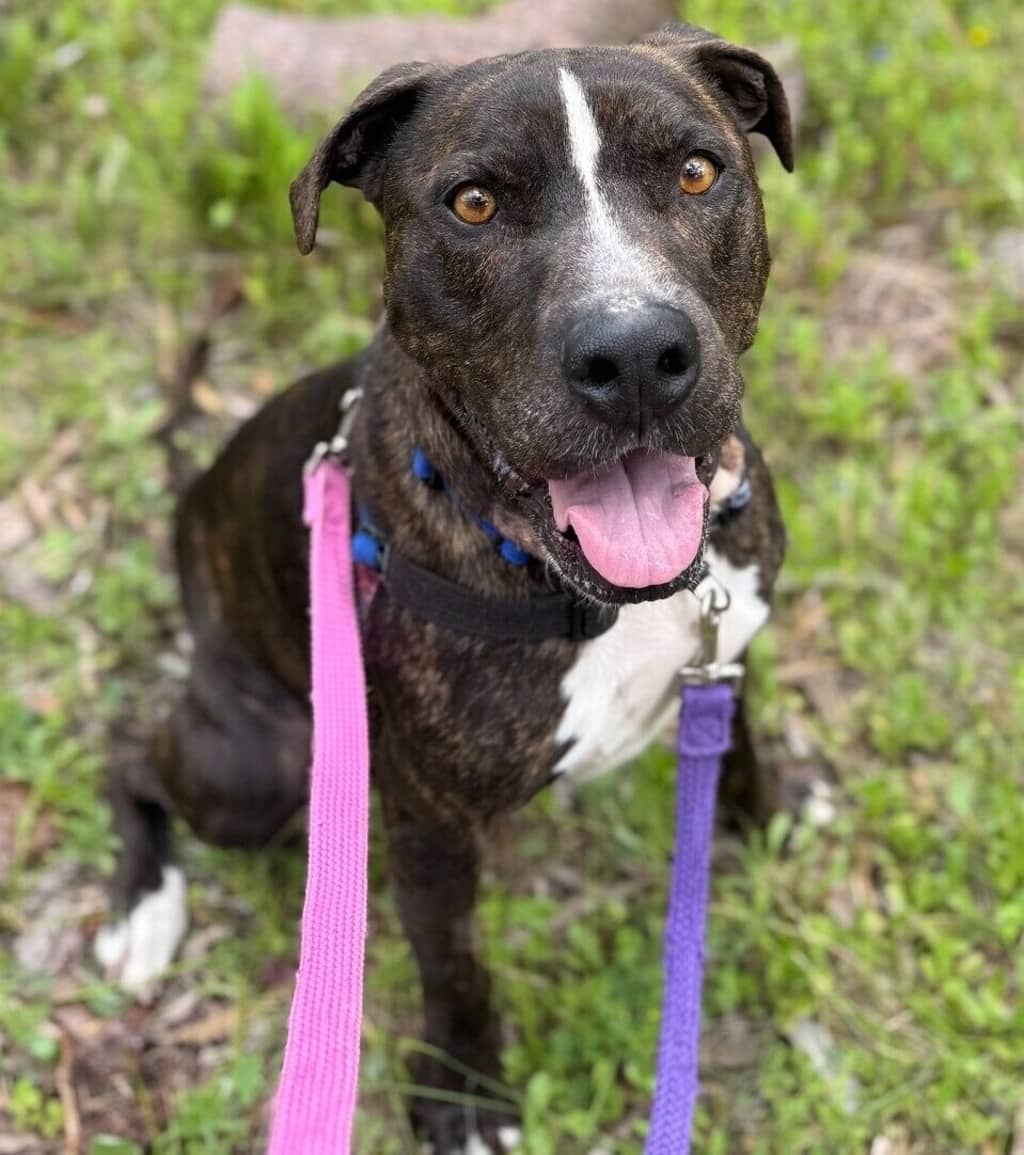Bo - Mixed Breed available for adoption at Dogs' Refuge Home in Perth