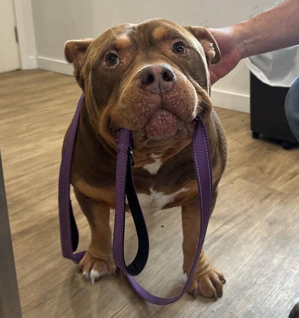 Bruno - American Bulldog available for adoption at Dogs' Refuge Home in Perth
