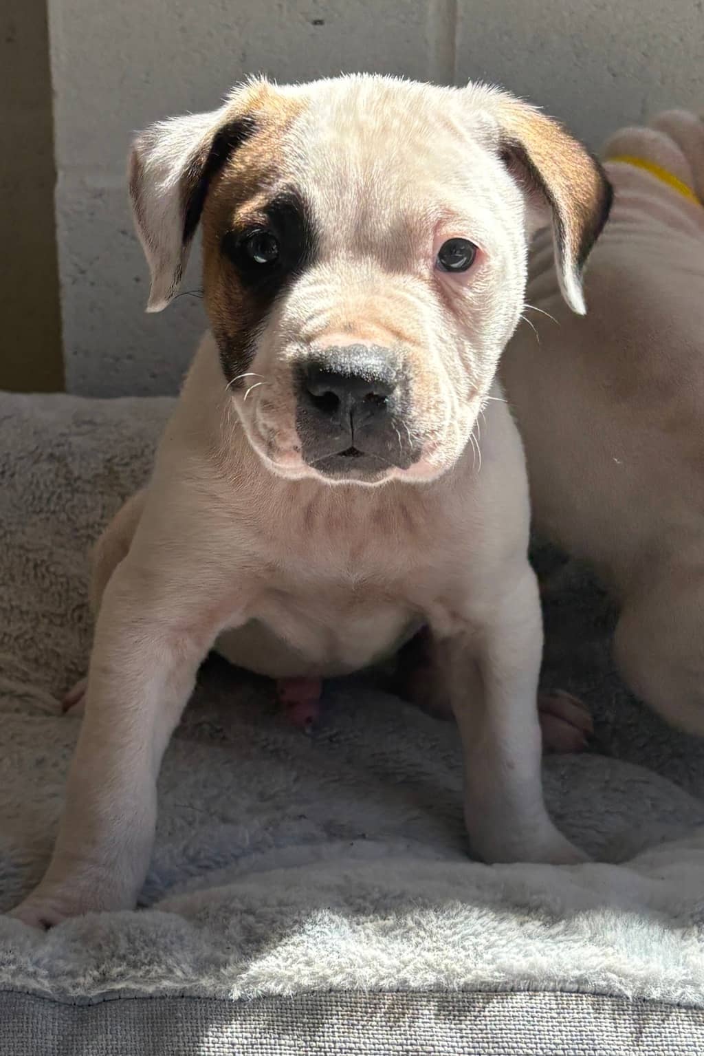 Oasis - Staffordshire Bull Terrier available for adoption at Dogs' Refuge Home in Perth