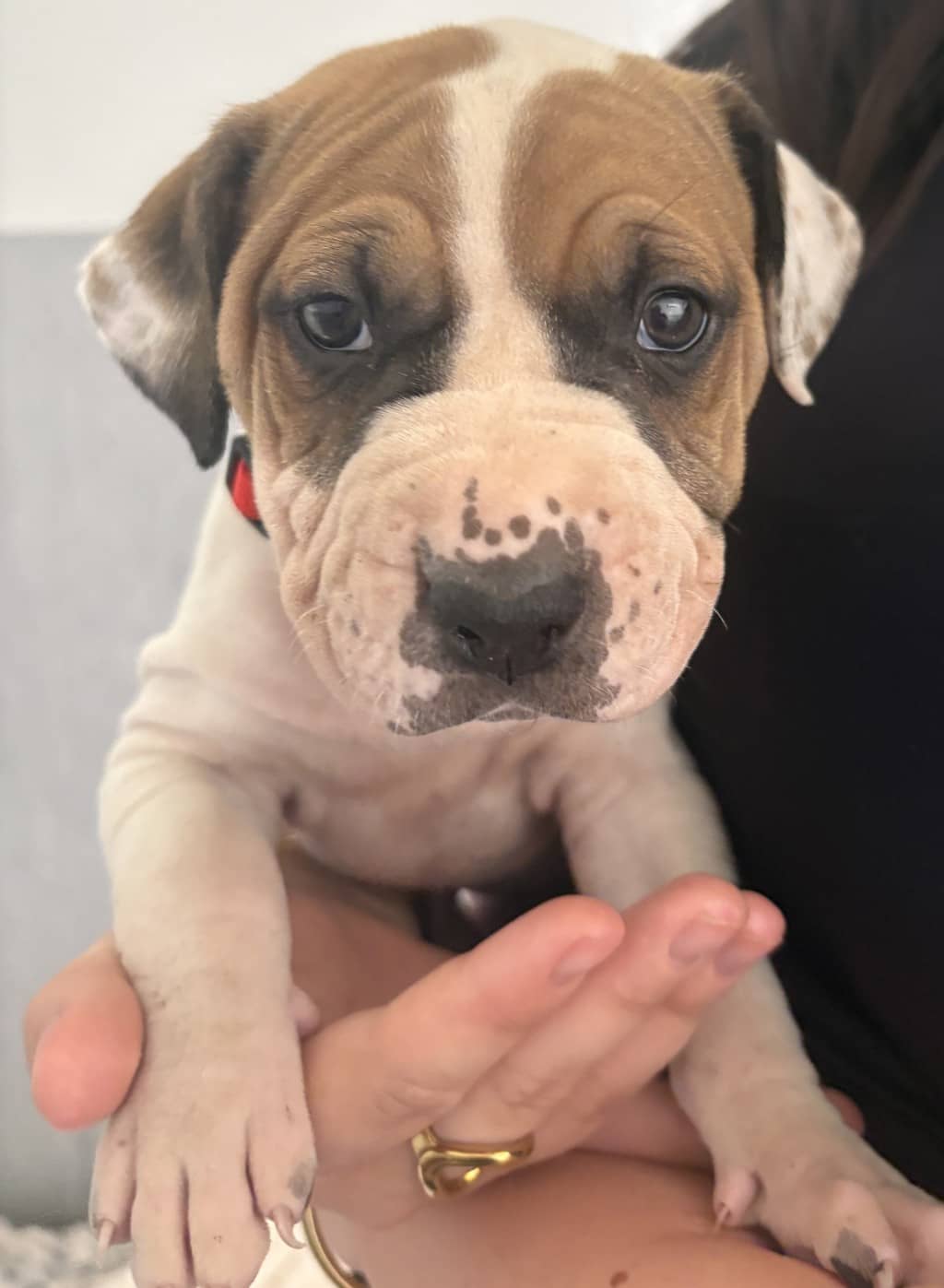 Sunny - Staffordshire Bull Terrier available for adoption at Dogs' Refuge Home in Perth