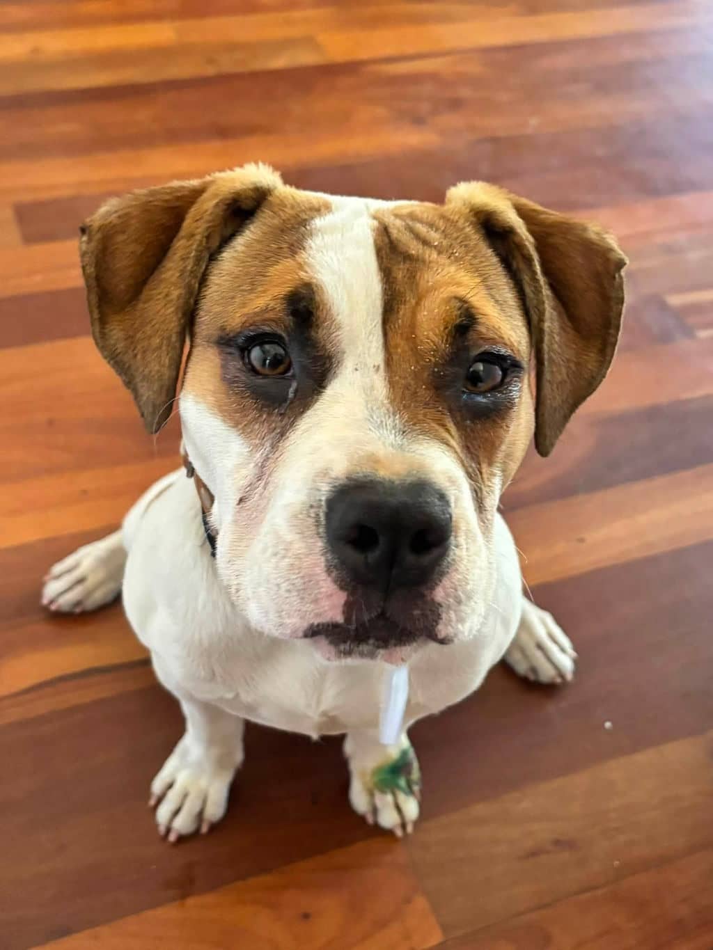 Rose - American Staffordshire Bull Terrier available for adoption at Dogs' Refuge Home in Perth