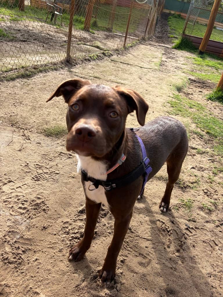 Mocha - Mixed Breed available for adoption at Dogs' Refuge Home in Perth