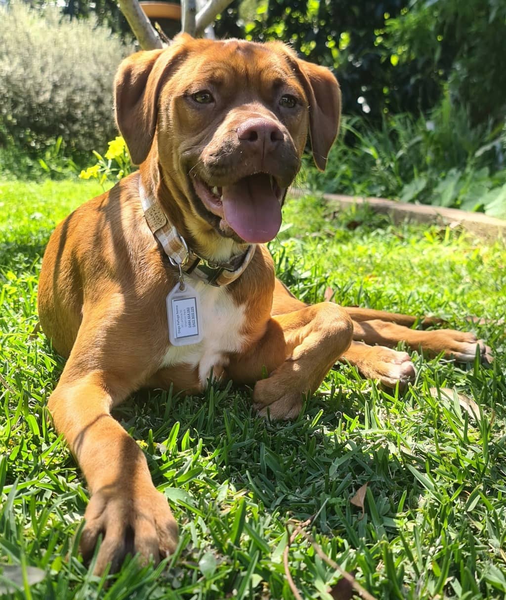 Mink - Mixed Breed available for adoption at Dogs' Refuge Home in Perth