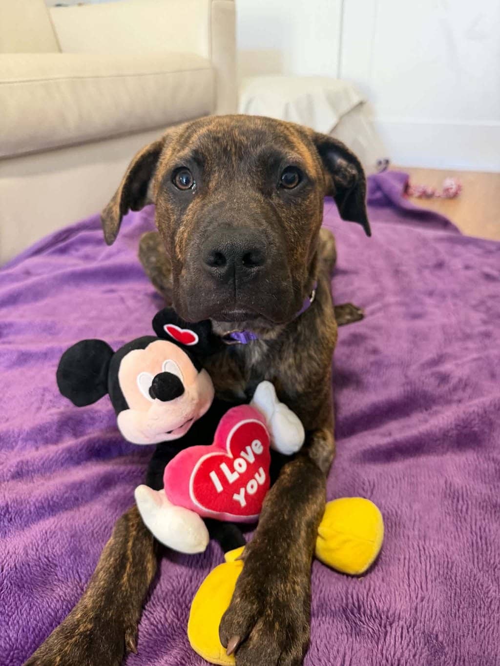 Jj - Staffordshire Bull Terrier available for adoption at Dogs' Refuge Home in Perth