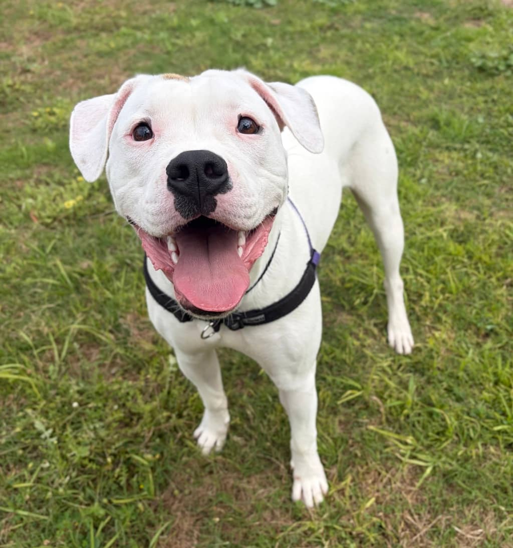 Kage - American Bulldog available for adoption at Dogs' Refuge Home in Perth