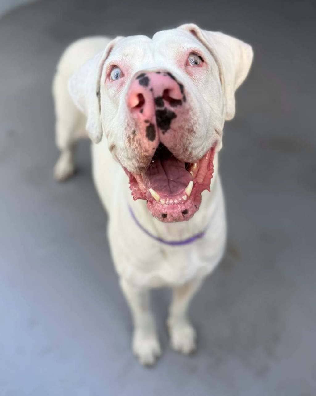 Elsa - Great Dane available for adoption at Dogs' Refuge Home in Perth