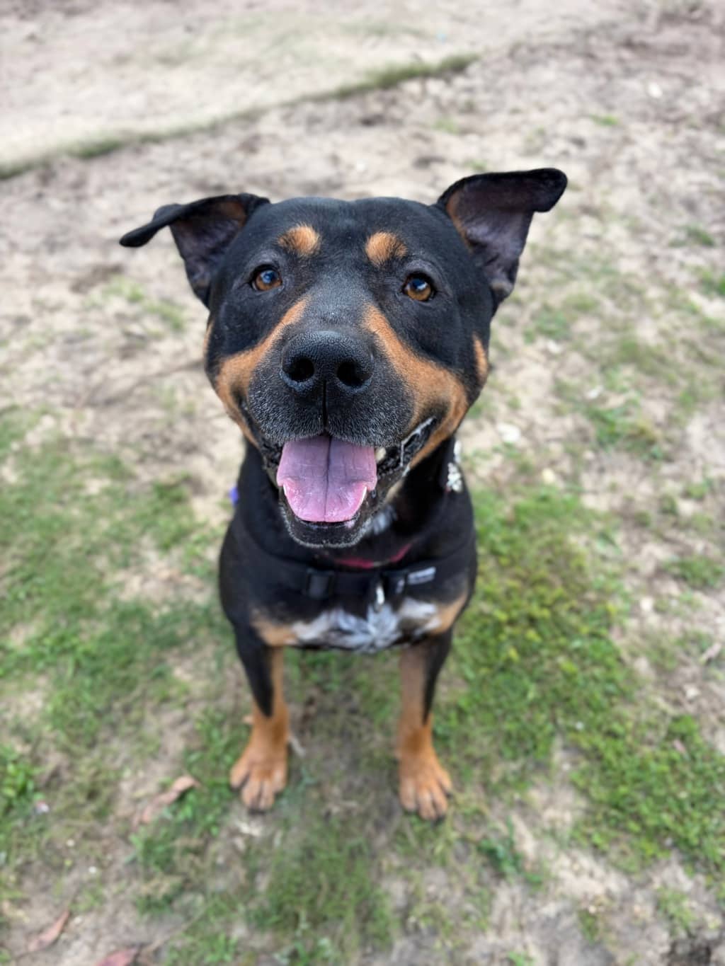 Beetle - Rottweiler available for adoption at Dogs' Refuge Home in Perth