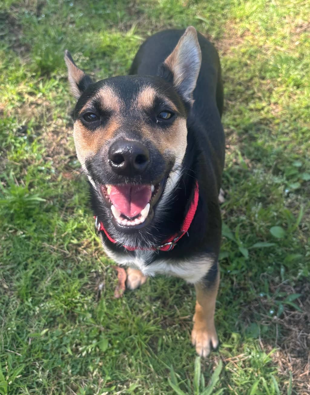 Samantha - Mixed Breed available for adoption at Dogs' Refuge Home in Perth