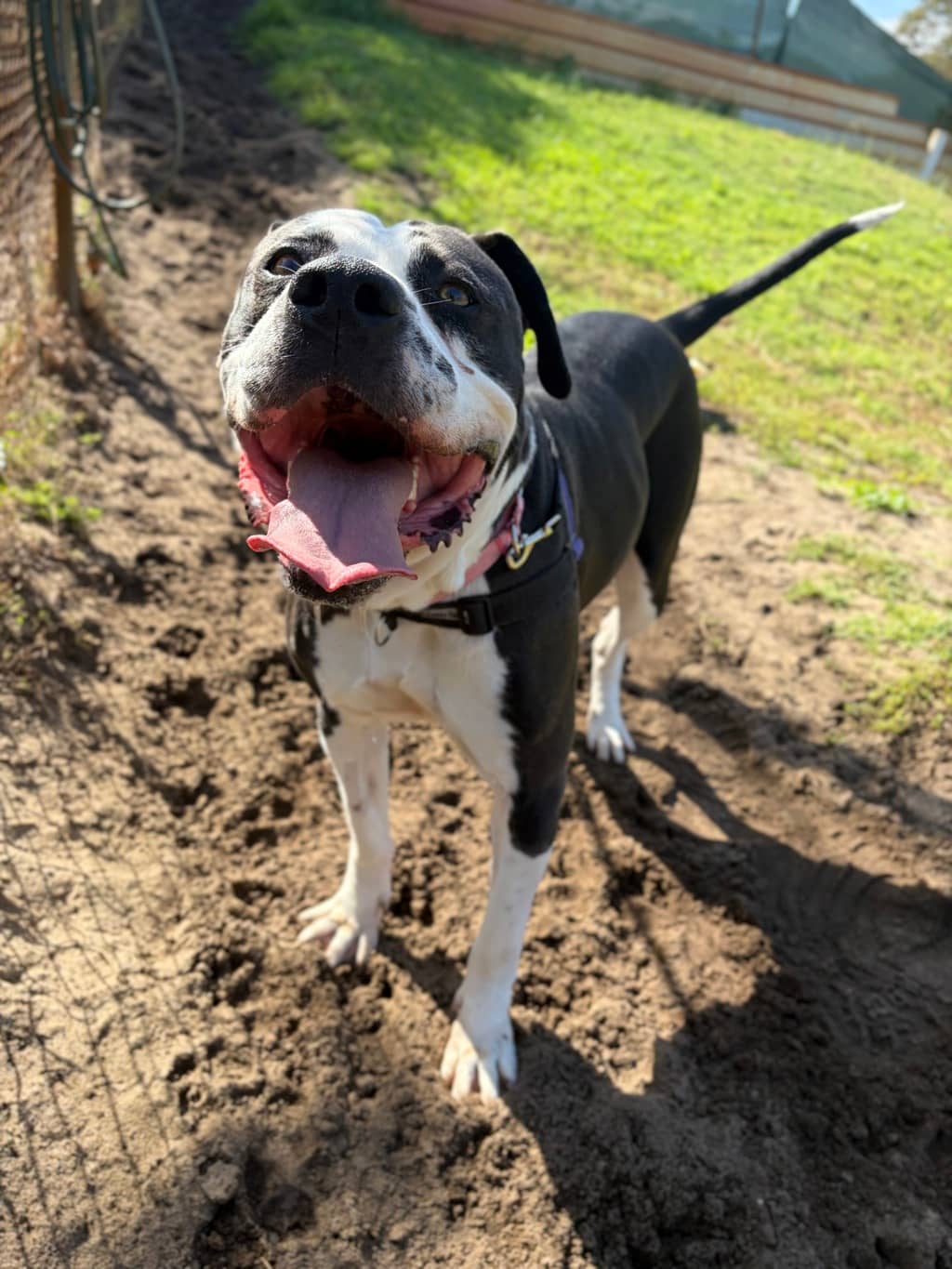 Mercy - American Bully available for adoption at Dogs' Refuge Home in Perth