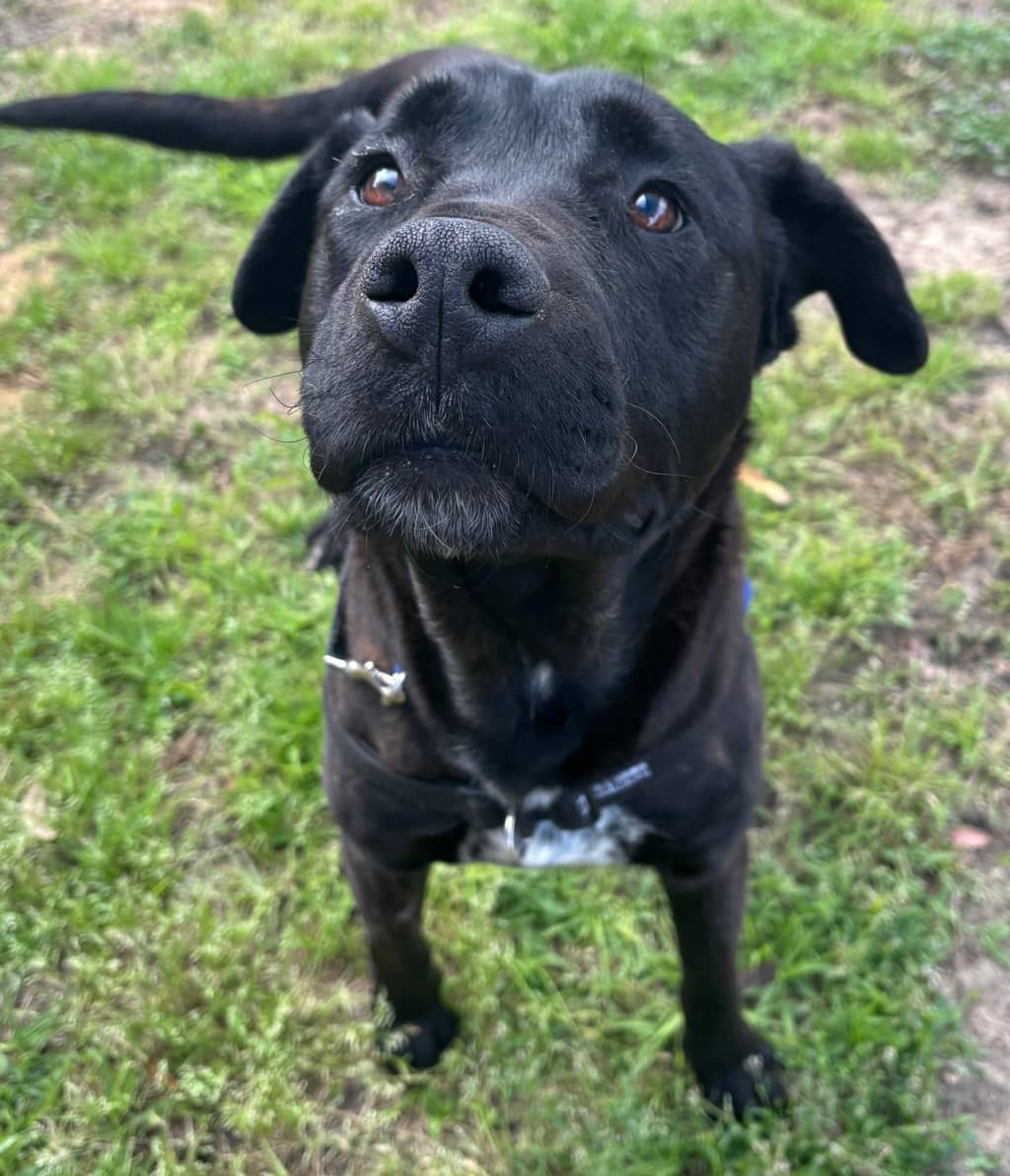 Willy - Mixed Breed available for adoption at Dogs' Refuge Home in Perth