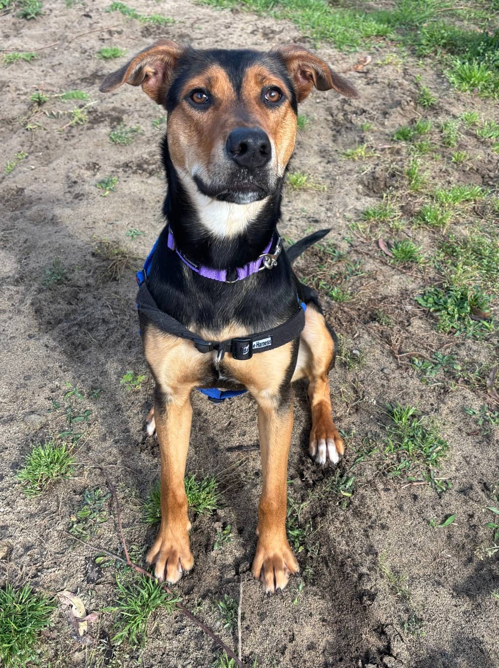 Adora - Kelpie available for adoption at Dogs' Refuge Home in Perth
