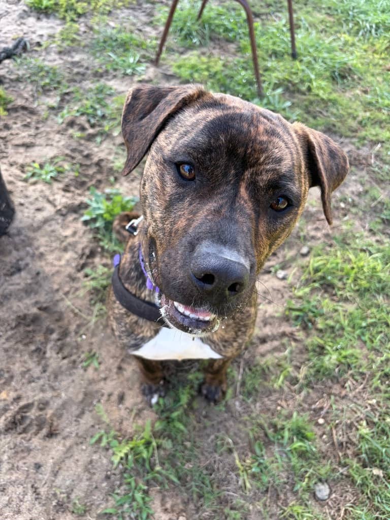 Teela - Mixed Breed available for adoption at Dogs' Refuge Home in Perth