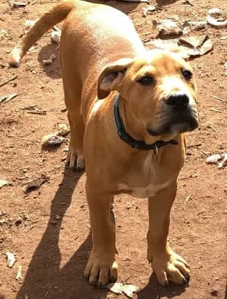 Kahn - Australian Bull Arab x Ridgeback available for adoption at Happy Paws Haven in Coffs Harbour