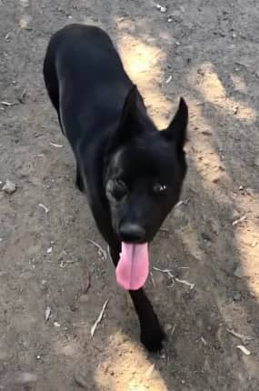 Bear - German Shepherd cross available for adoption at Happy Paws Haven in Coffs Harbour
