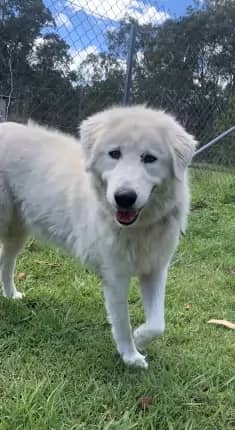 Rosemarie - Maremma Sheepdog available for adoption at Happy Paws Haven in Coffs Harbour