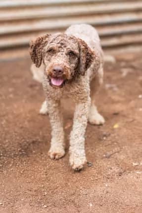 Patricia - lagotto romagnolo available for adoption at Happy Paws Haven in Coffs Harbour