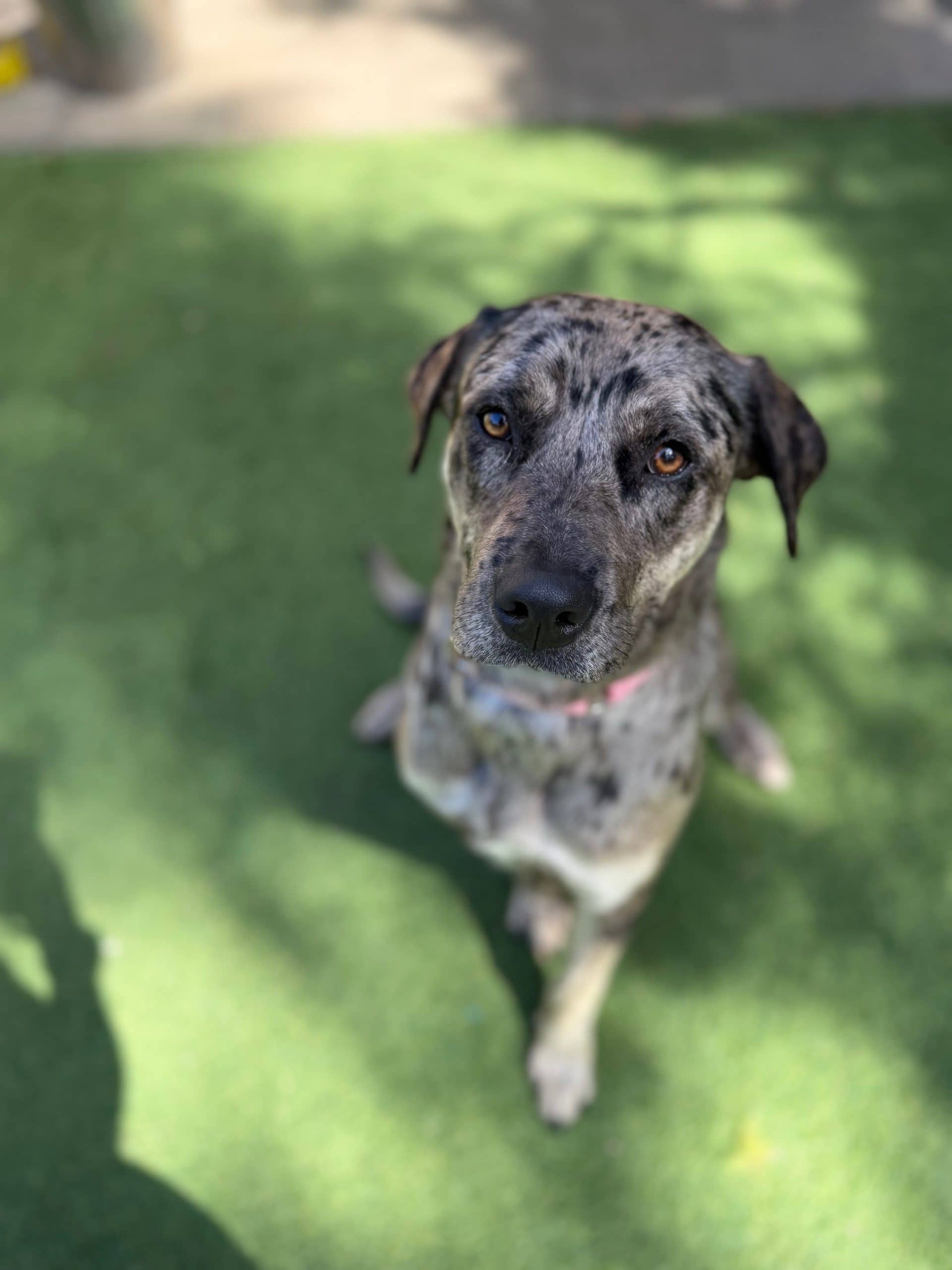 Daisy - Catahoula x available for adoption at K9 Dog Rescue in Perth
