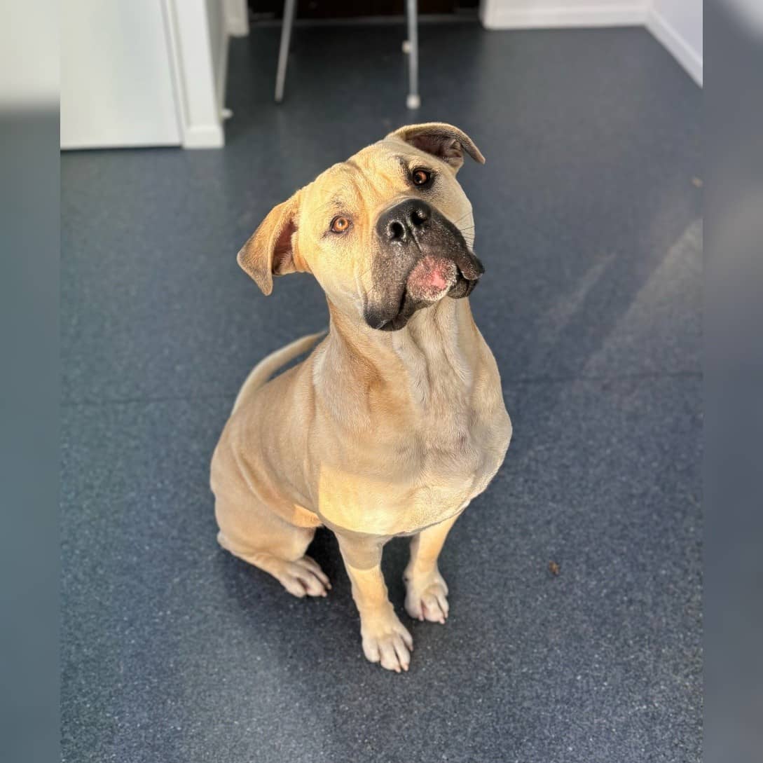 Blaze - Mastiff Cross available for adoption at New Plymouth District Council Dog Pound in New Plymouth