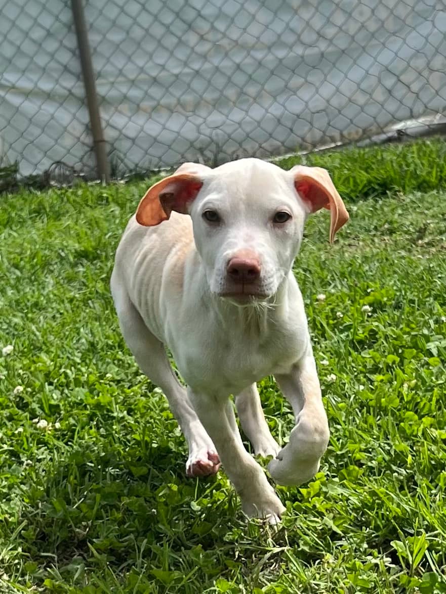 Chive - Bull Terrier available for adoption at RSPCA NSW in Wollongong