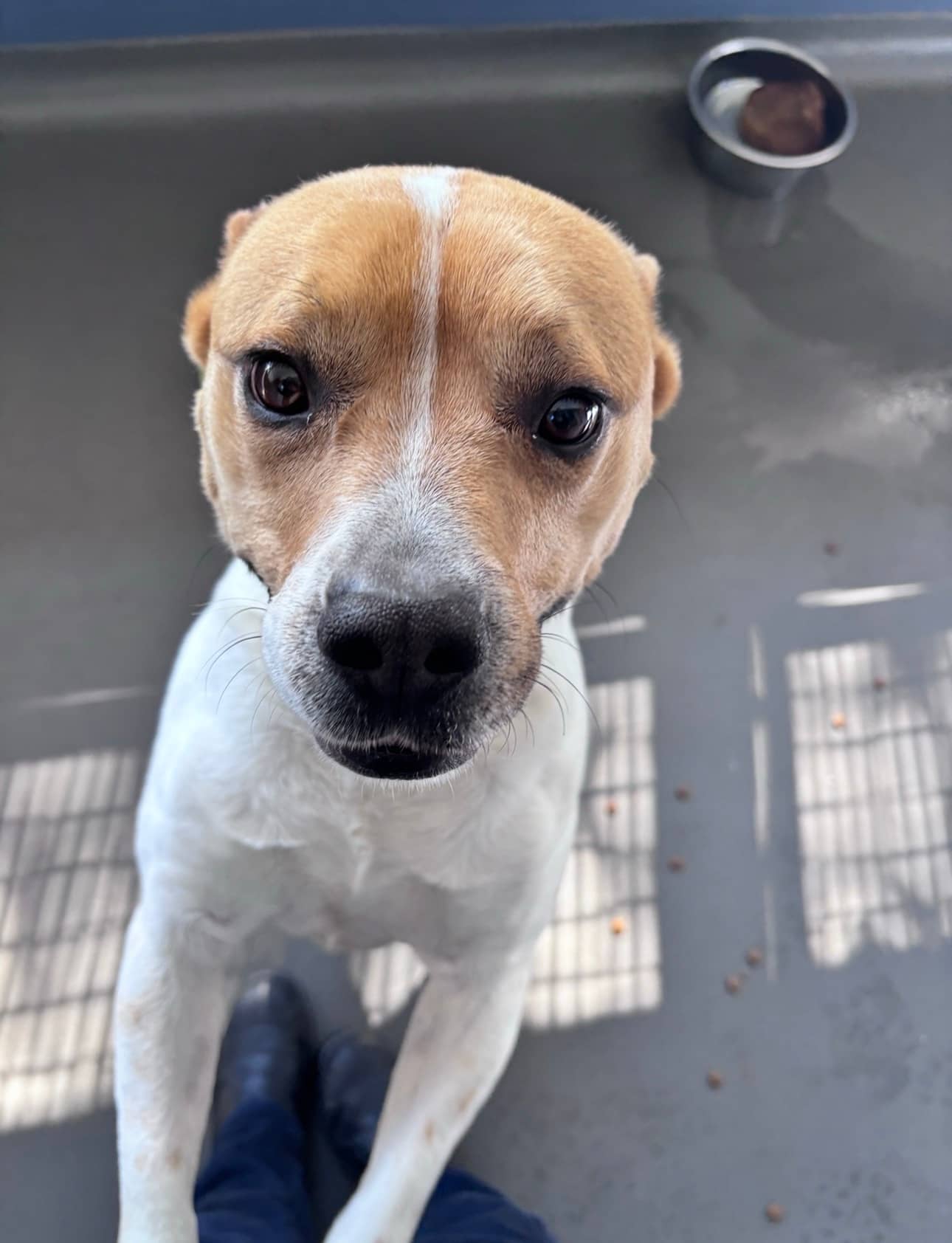 Toby - Staffordshire Bull Terrier available for adoption at RSPCA NSW in Sydney