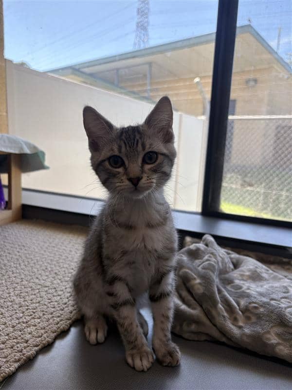 Rambo - Domestic Short Hair cat available for adoption at RSPCA NSW in Wollongong