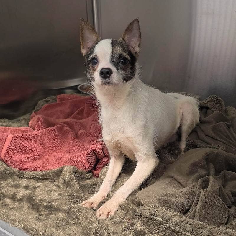 Barkley - Chihuahua (Smooth Coat) available for adoption at RSPCA NSW in Newcastle