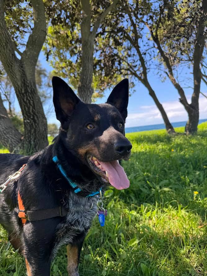 Buzz - Australian Kelpie / Australian Stumpy Tail Cattle Dog available for adoption at RSPCA NSW in Wollongong