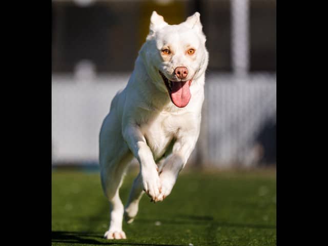 Echo - Siberian-Husky available for adoption at Blacktown Animal Rehoming Centre in Blacktown