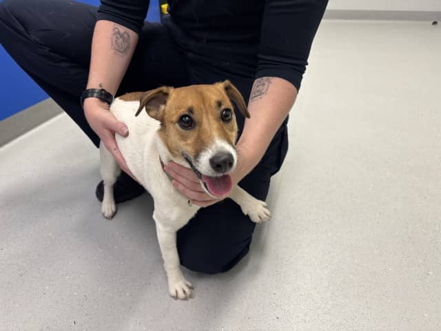 Leia - Jack-Russell available for adoption at Blacktown Animal Rehoming Centre in Blacktown