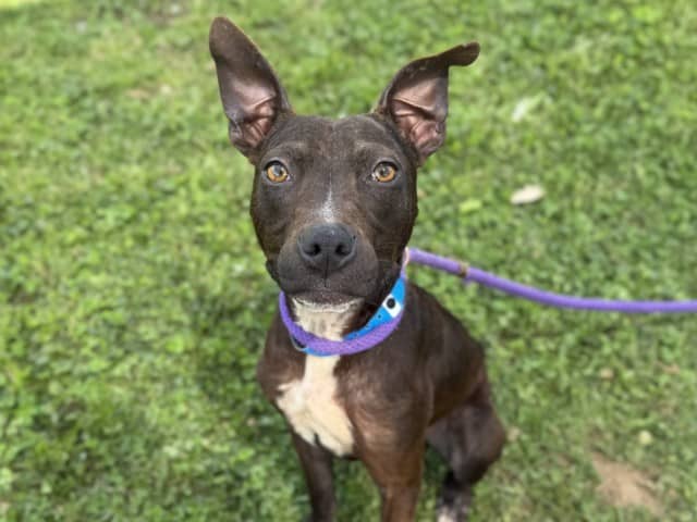 Ant - Staffy available for adoption at Blacktown Animal Rehoming Centre in Blacktown