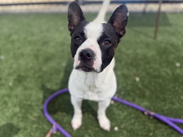 Boston - Bulldog (French) available for adoption at Blacktown Animal Rehoming Centre in Blacktown