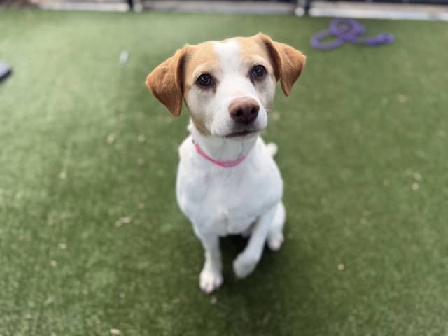 Francis - Beagle available for adoption at Blacktown Animal Rehoming Centre in Blacktown
