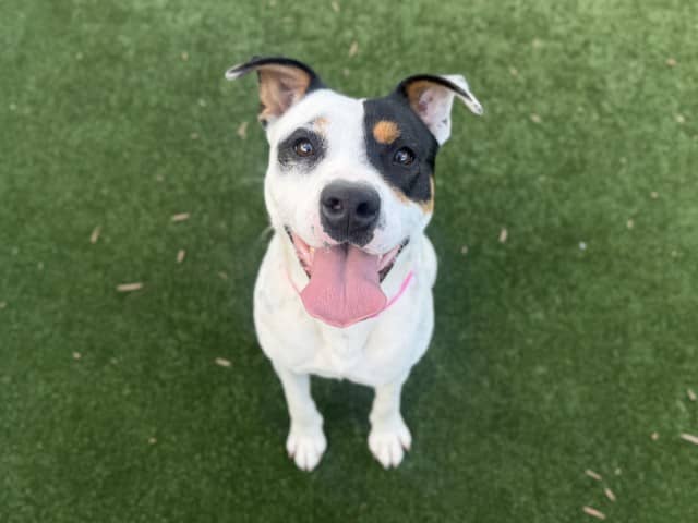 Dolly - Staffy available for adoption at Blacktown Animal Rehoming Centre in Blacktown