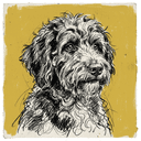 Aussiedoodle