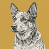 Australian Cattle Dog