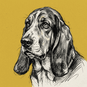 Basset Hound