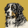 Bernese Mountain Dog