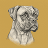 Boxer