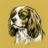 Cavalier King Charles Spaniel
