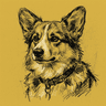 Corgi