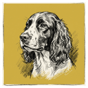English Springer Spaniel