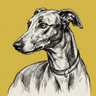 Greyhound