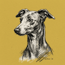 Italian Greyhound