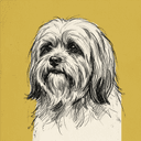 Lhasa Apso