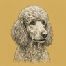 Poodle
