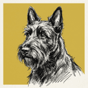 Scottish Terrier
