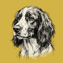 Welsh Springer Spaniel
