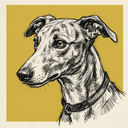 Whippet