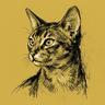 Abyssinian