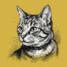 Domestic Shorthair